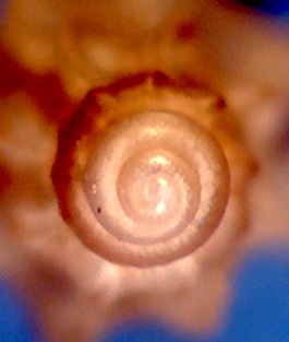 Mangelia tenuicostata?